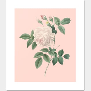 White Rose Flower Vintage Botanical Illustration Posters and Art